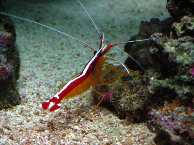cleaner-shrimp